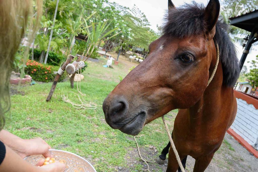 Cowboy Farm Resort Pattaya Ban Huai Yai Exteriér fotografie